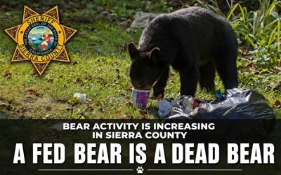 sierra bear picture.JPG