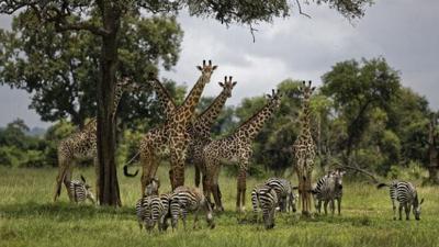 U.S. Takes Step Toward Listing Giraffes as Threatened Species