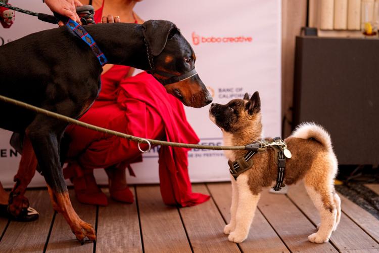 France Cannes 2026 Palm Dog