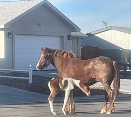 Wild Horse and Foal resting in a neighborhood