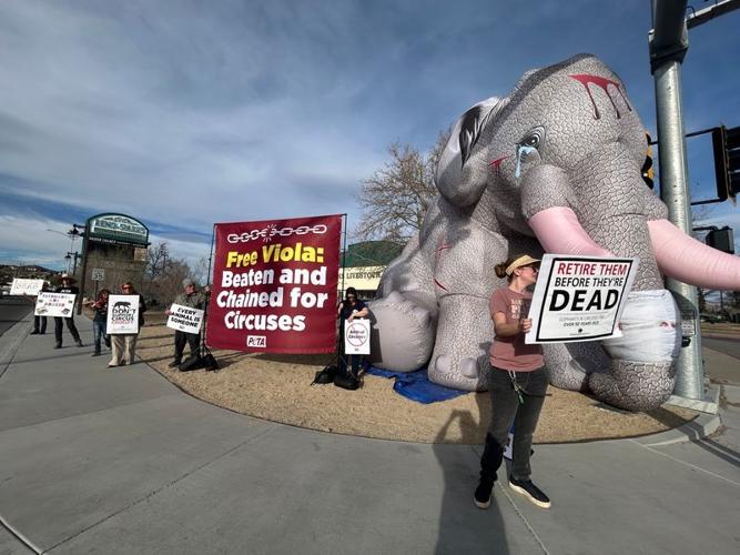 PETA elephant 2.jpeg