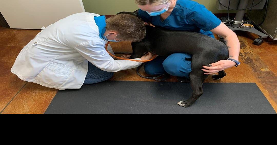 Local nonprofit veterinary clinic receives 20,000 grant News