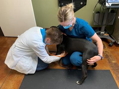 Demand For Veterinary Care Spikes In Washoe County