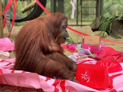 Orangutan Granted 'Personhood' Turns 34
