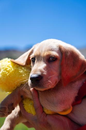 Palisades Tahoe New Avalanche Rescue Dog - Meet Binny