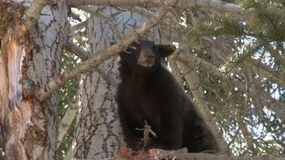 Tahoe Bear Trap Violators Appealing Convictions