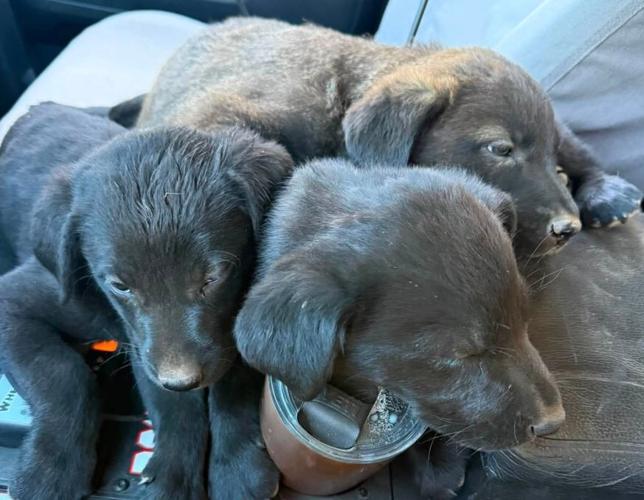 Lassen Puppies