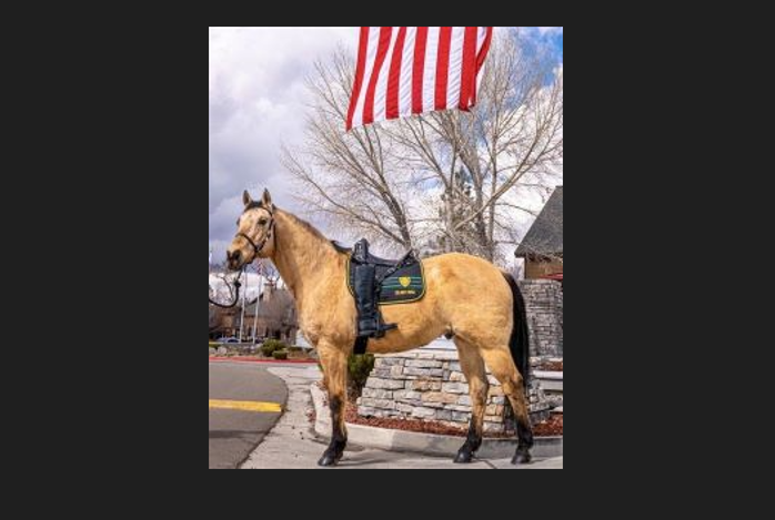 WCSO Police Horse Cloud