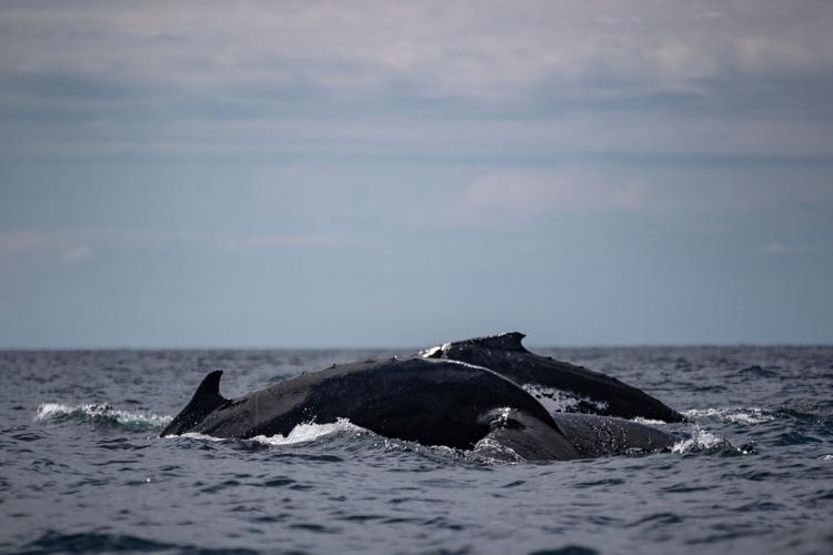South Africa-Whale Supergroups