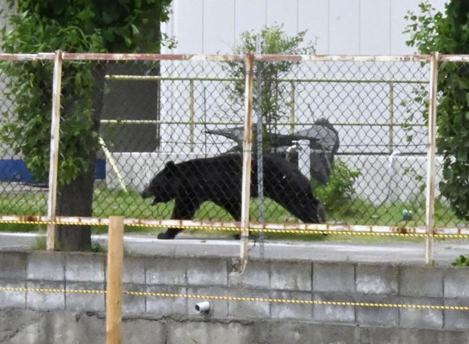 Japan Bear Attack