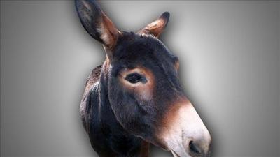 Feds Thinning Burro Herd in Red Rock Canyon
