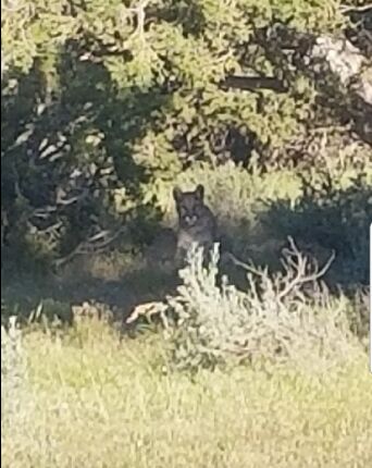 Mountain Lion Sighting At Virginia City Highlands