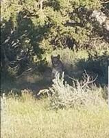 Mountain Lion Sighting At Virginia City Highlands