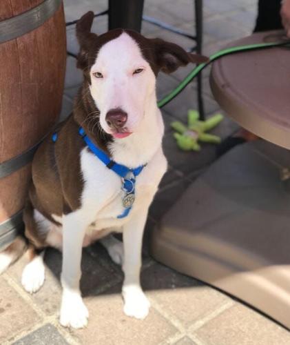 Take Paws for a 2 News Hound Update!