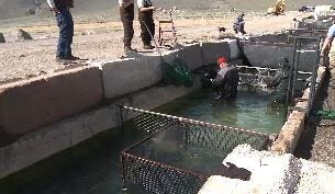 Annual Spawning Process Underway at Pyramid Lake