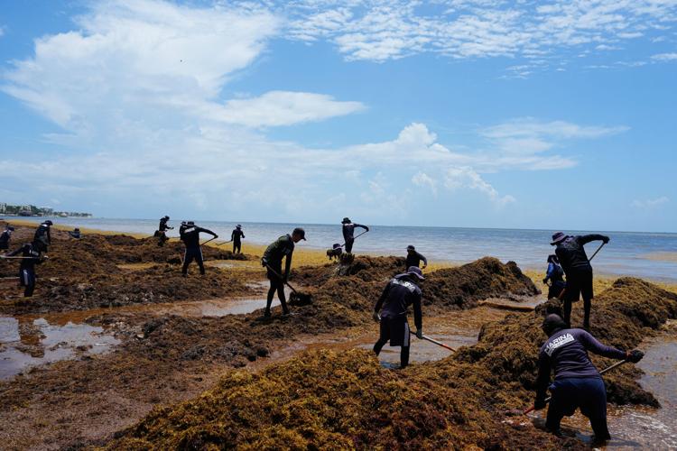APTOPIX Mexico Sargassum