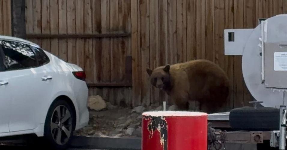 Bear in tree