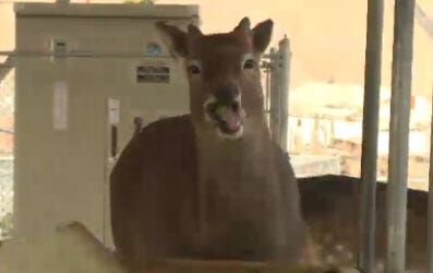 Sierra Safari Zoo Holds Winter Food Drive