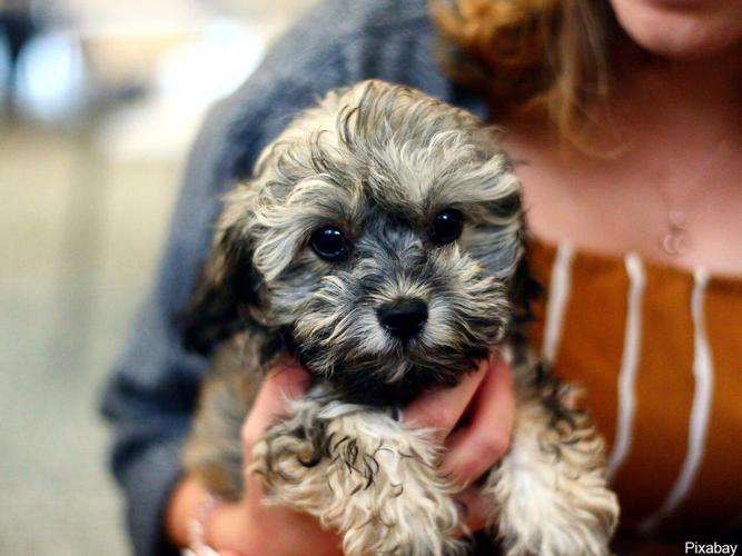 Reno City Council Votes to Temporarily Ban Commercial Sales of Dogs and Cats
