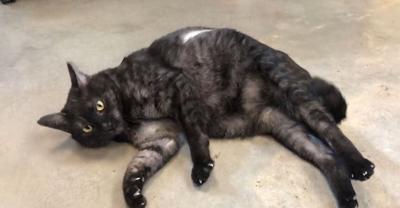 Pet of the Week: Snickers
