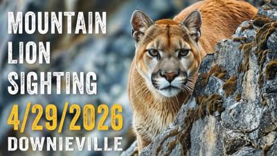 Mountain Lion Sighting in Downieville .jpg