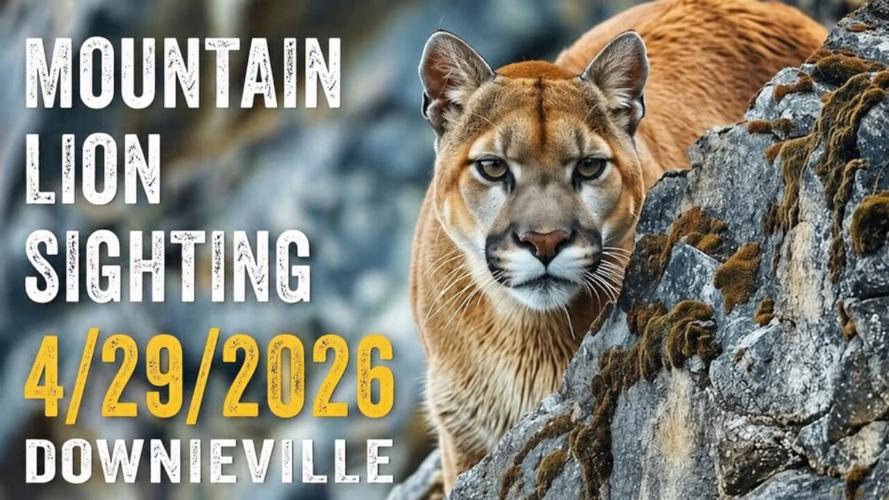 Mountain Lion Sighting in Downieville .jpg