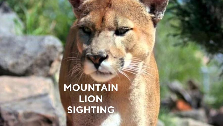 Mountain Lion Sighting
