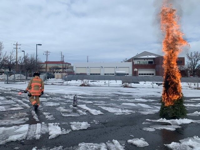 burned trees reno.jpg
