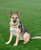 Washoe County Sheriff's Office Pays Tribute To Search Dog's Career