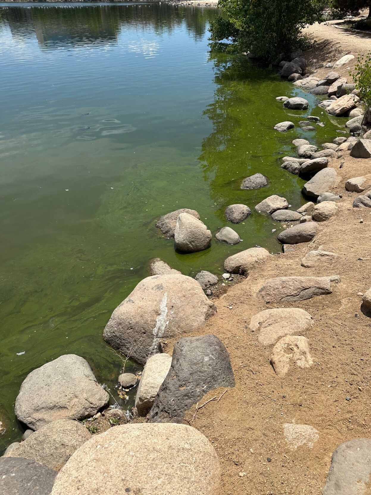 virginia lake algae bloom 2 .jpg