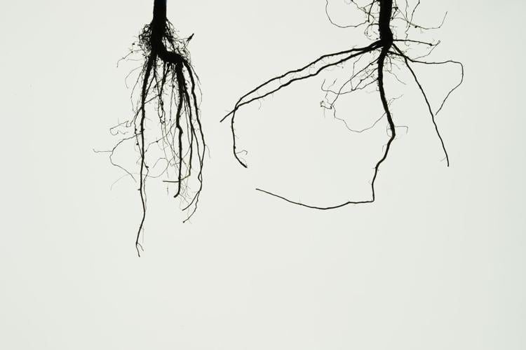 Climate Roots Carbon Capture