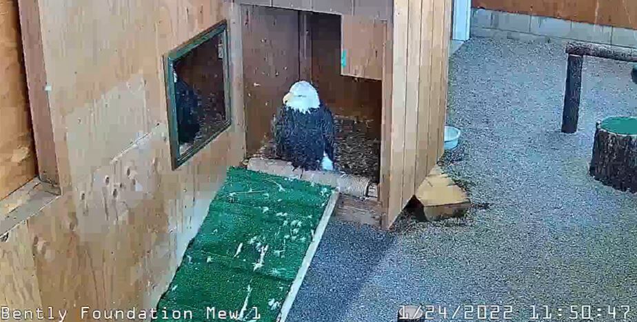 Lake Tahoe Wildlife Care