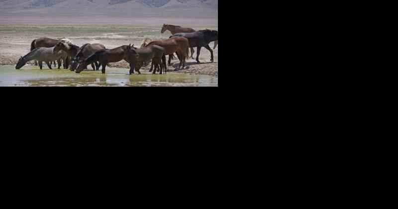 BLM to begin a wild horse gather in Elko and White Pine counties - Vimarsana News