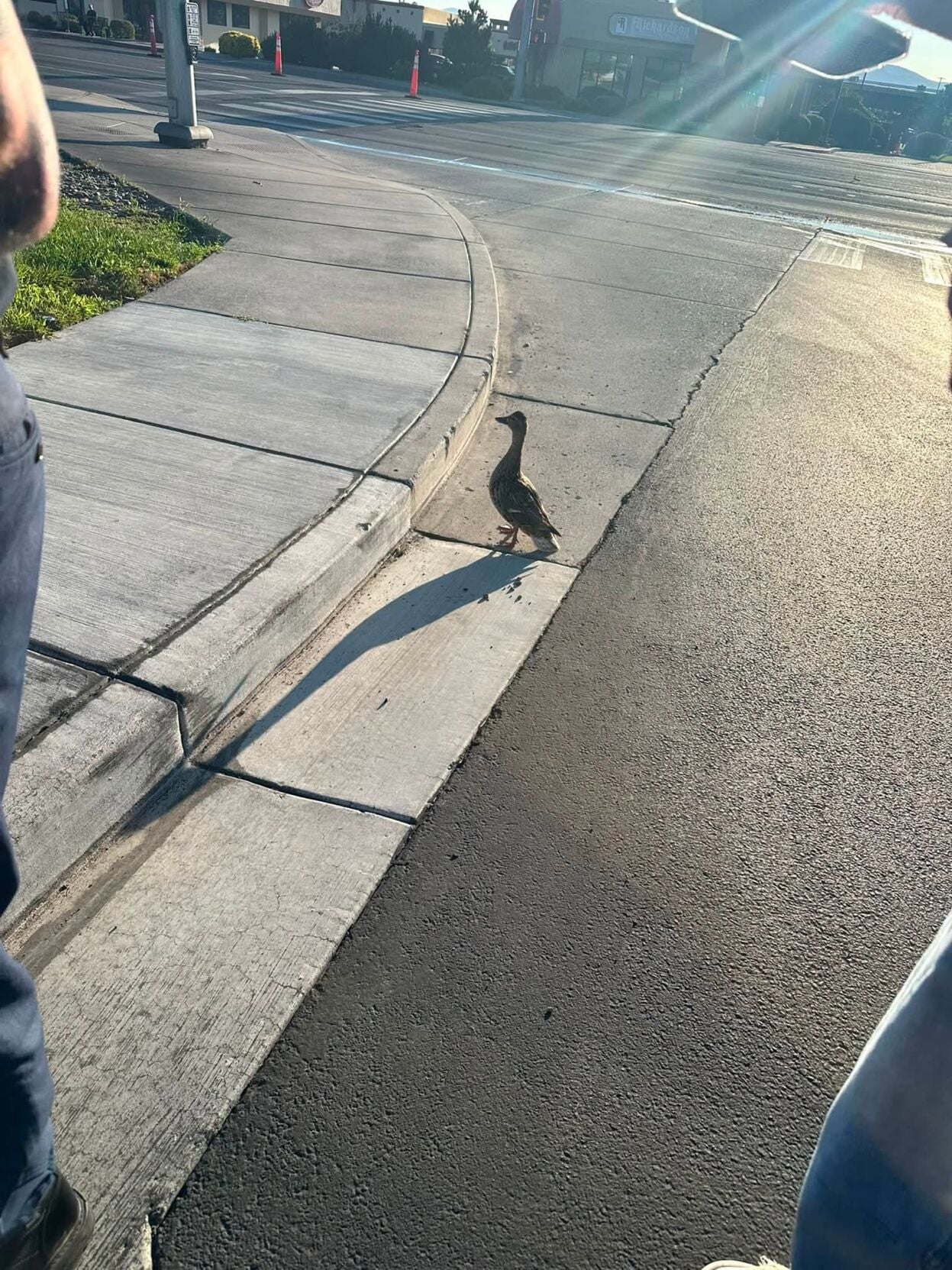 Duckings 3.jpg