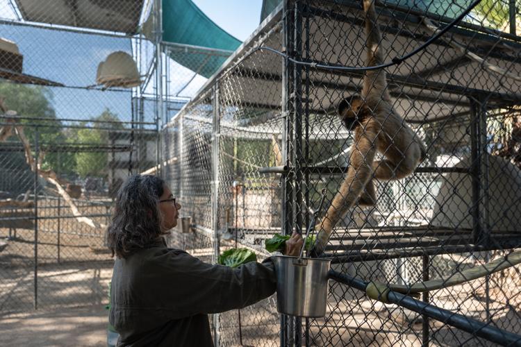 Gibbon Conservation