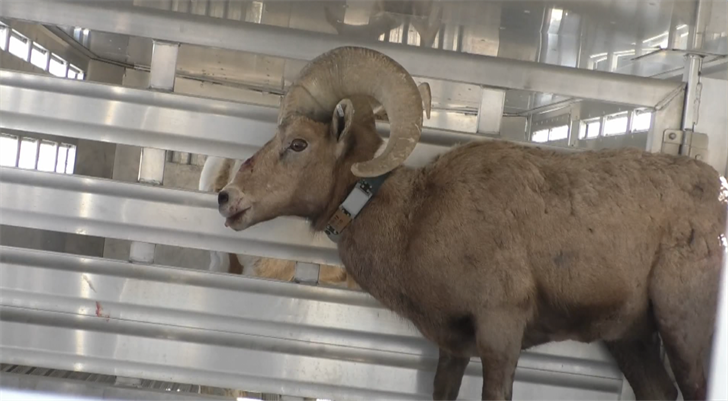Bighorn Sheep Moved To Pyramid Lake