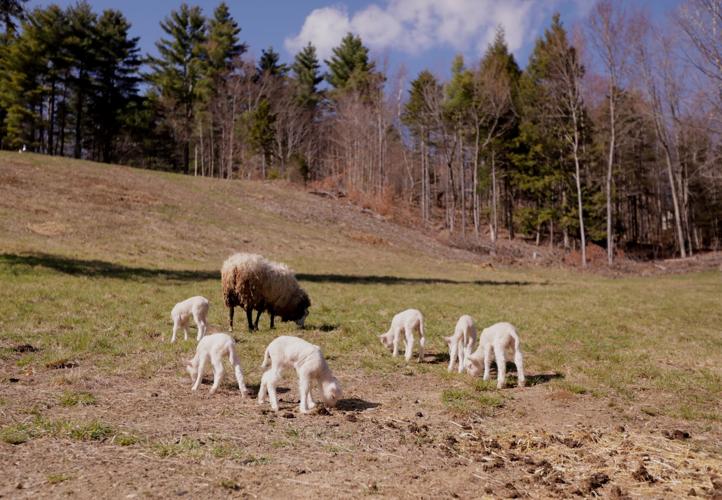 US Sheep Sextuplets Vermont
