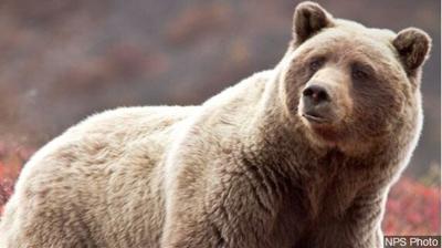Lassen Volcanic National Park Campsites Close Due to Foraging Bears