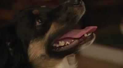 Tips on How to Keep Pets Safe During The Holidays