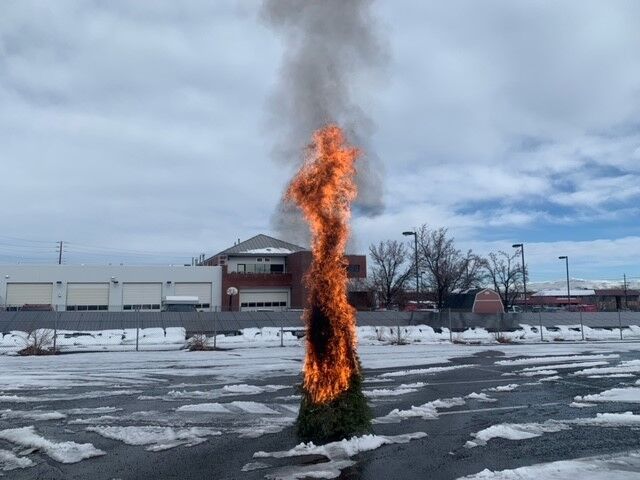 burned trees reno 2.jpg