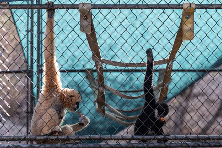 Gibbon Conservation