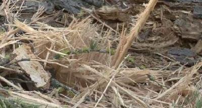 Fuels Reduction Project Underway Near Tahoe City