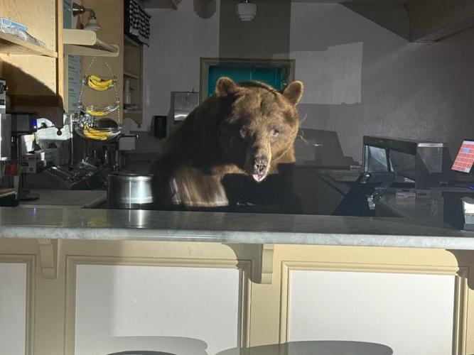 Bear with a sweet tooth found behind the counter at a South Lake Tahoe Ice Cream shop