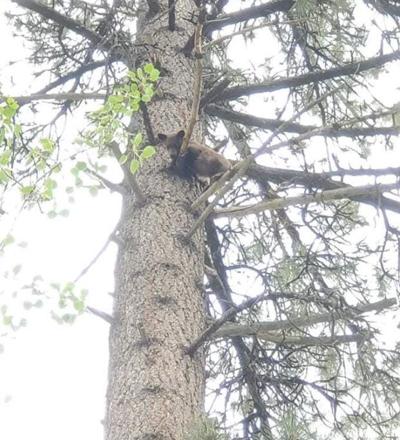 Black Bear Cub 'Tamarack' Spotted Again After Escaping Care Facility