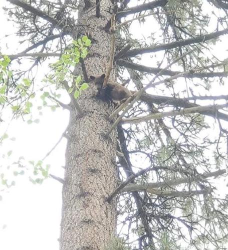 Black Bear Cub 'Tamarack' Spotted Again After Escaping Care Facility