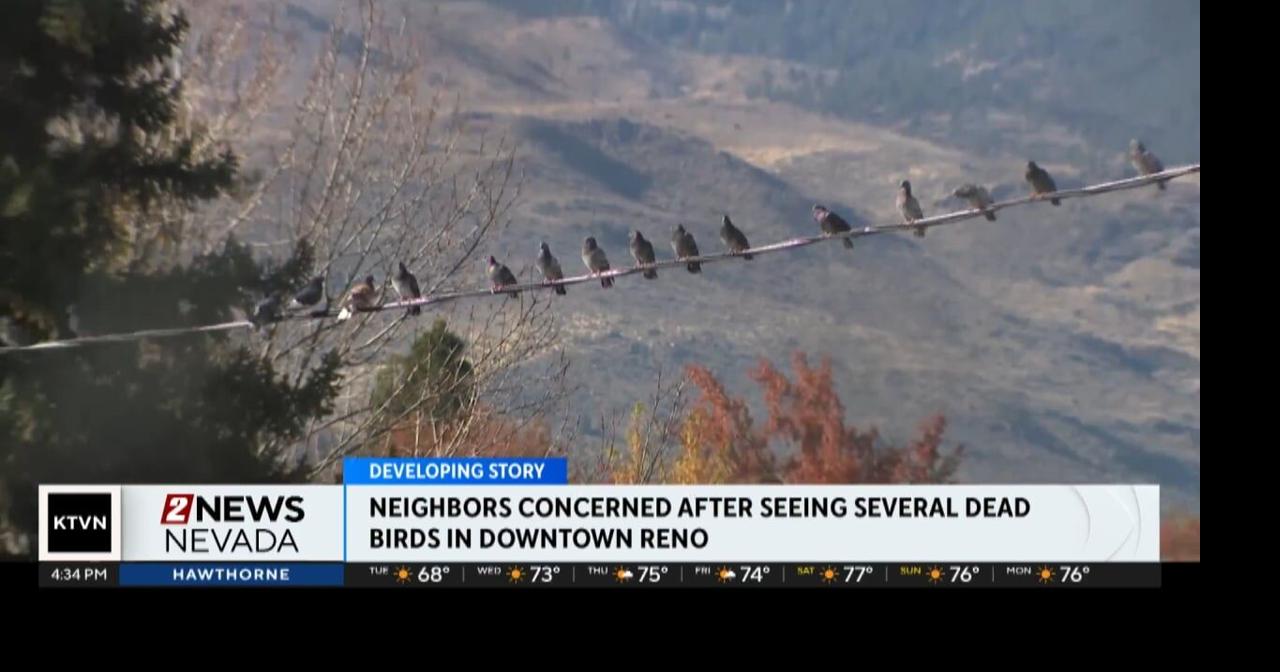 Downtown Reno residents concerned about number of dead pigeons in ...