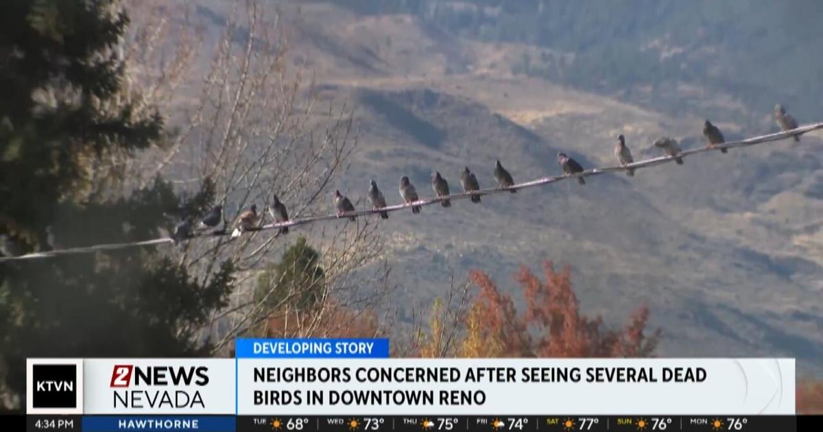 Dead Ox Reno Downtown Reno residents concerned about number of dead pigeons in ...