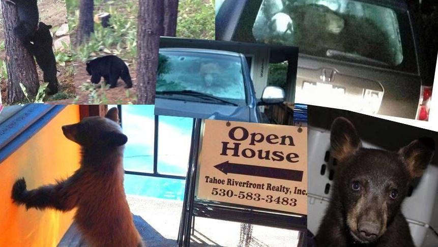 BearOpenHouseFB.jpg