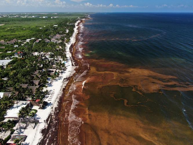 Mexico Sargassum