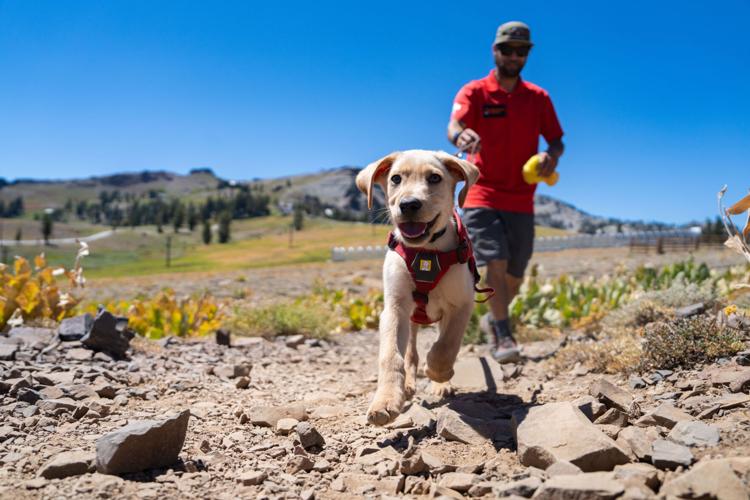 Palisades Tahoe New Avalanche Rescue Dog - Meet Binny